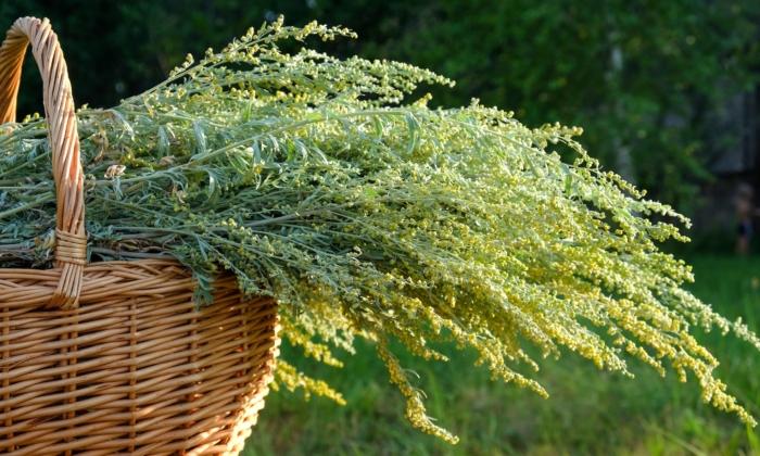 The Chinese Herb for Malaria and Nobel Prize Winner