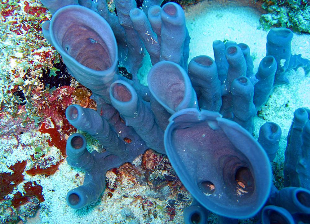 A blue sponge grows as part of the Mnemba Reef off the coast of Zanzibar. (Daniel Lamborn/Shutterstock)