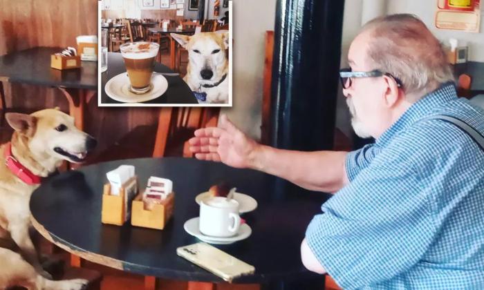 Abandoned Dog Rescued by Café Loves Sitting With Elderly Customers, Keeping Them Company: ‘It’s Really Touching’