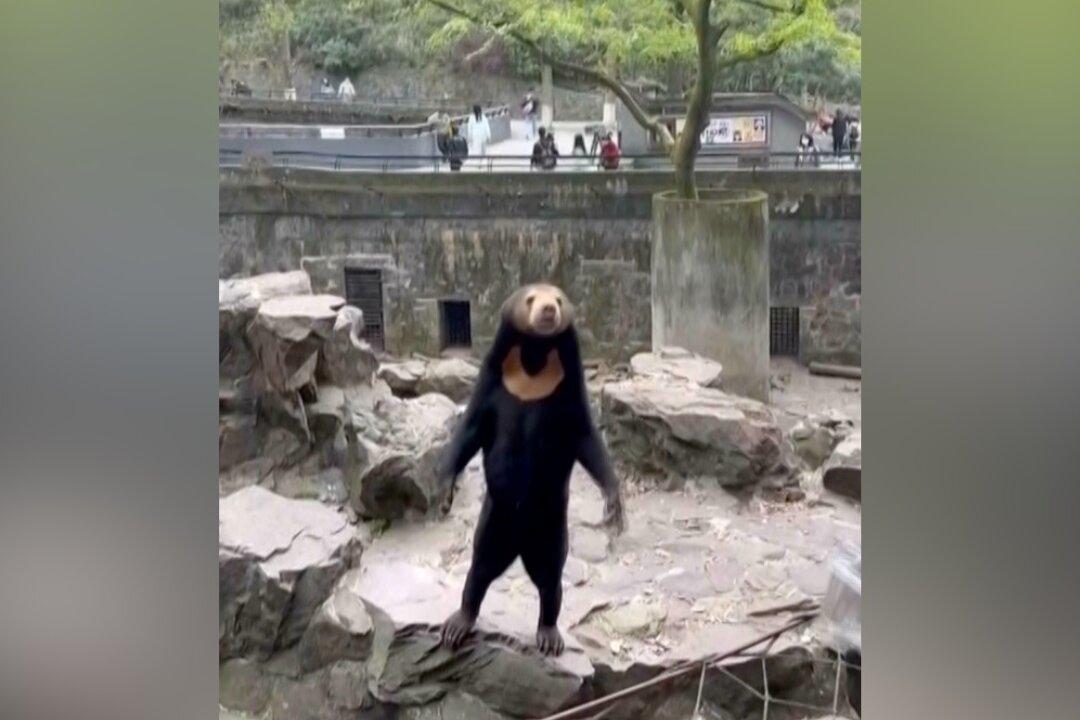 ‘100 Percent Sure’: Expert Says Viral Sun Bear in Chinese Zoo Is Real