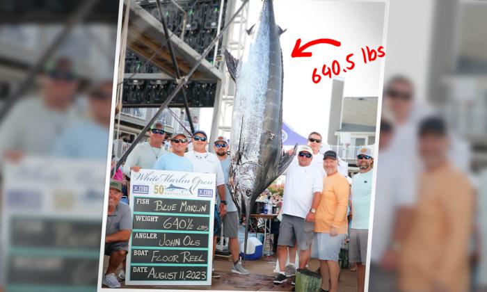 Angler Reels in 640-Pound Marlin For Multi-Million World Record-Breaking Payout—Here’s How Much