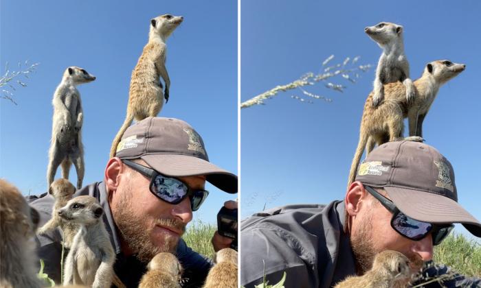 VIDEO: Wildlife Photographer Stunned as Curious Meerkats Stand on His Head and Refuse to Move