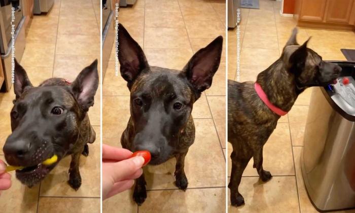 Clips Show Adorable Belgian Malinois’s Hilarious Response to Vegetables and Fruits She Doesn’t Like