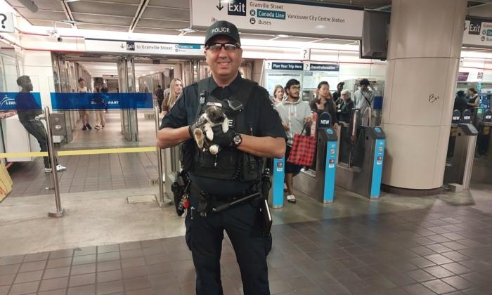 Police Return Emotional Support Rabbit That Ran Loose in Vancouver SkyTrain Station