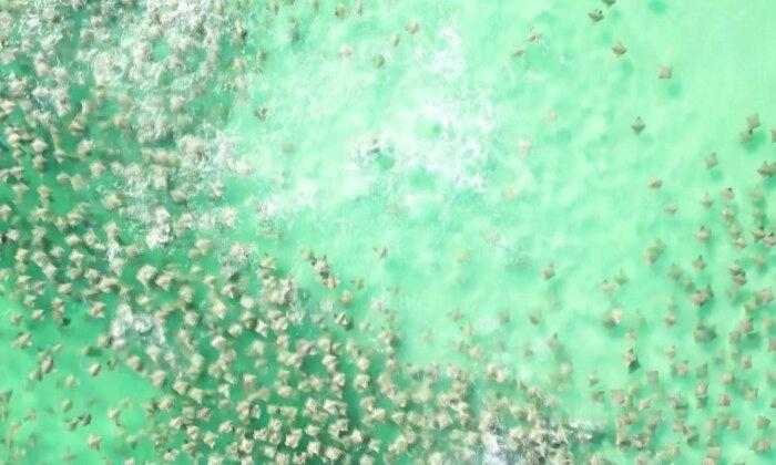 Jaw-Dropping Drone Footage: Shark Chases Hundreds of Stingrays Off Florida Coast