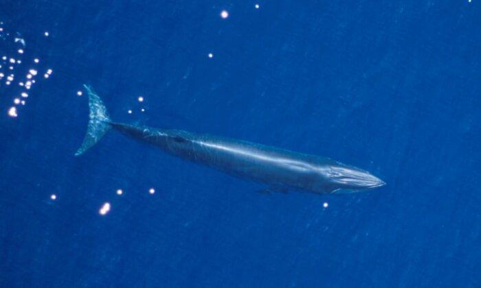 Oceanic Agency Rejects Petition to Slow Gulf of Mexico Shipping in Bid to Protect Whales
