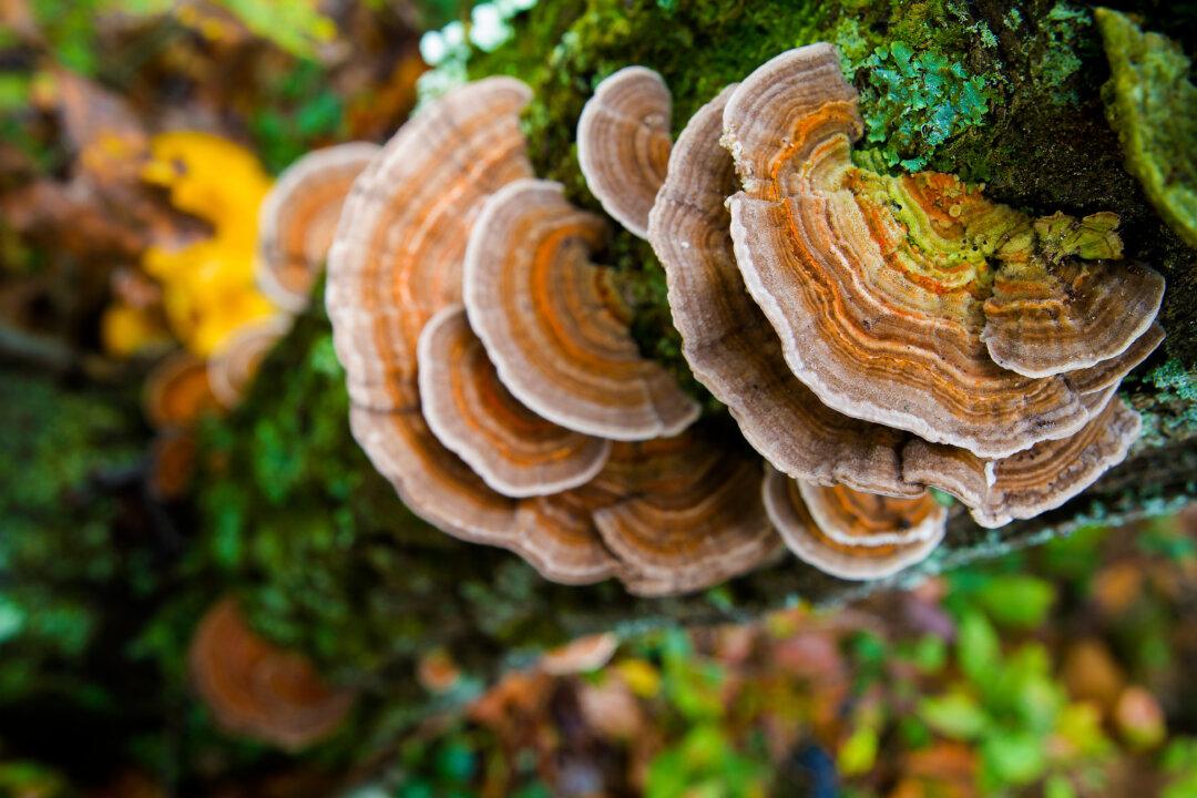 Turkey Tail: Nature’s Cancer-Fighting Powerhouse