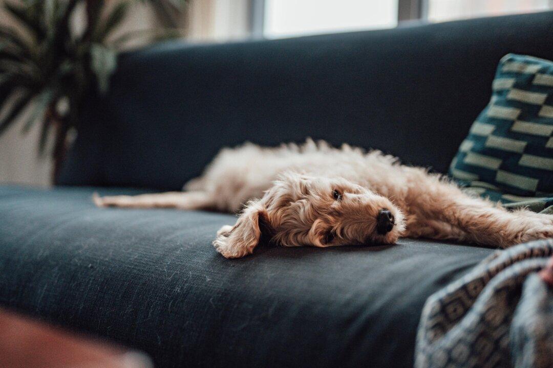 5 Ways to Remove Pet Hair From a Sofa
