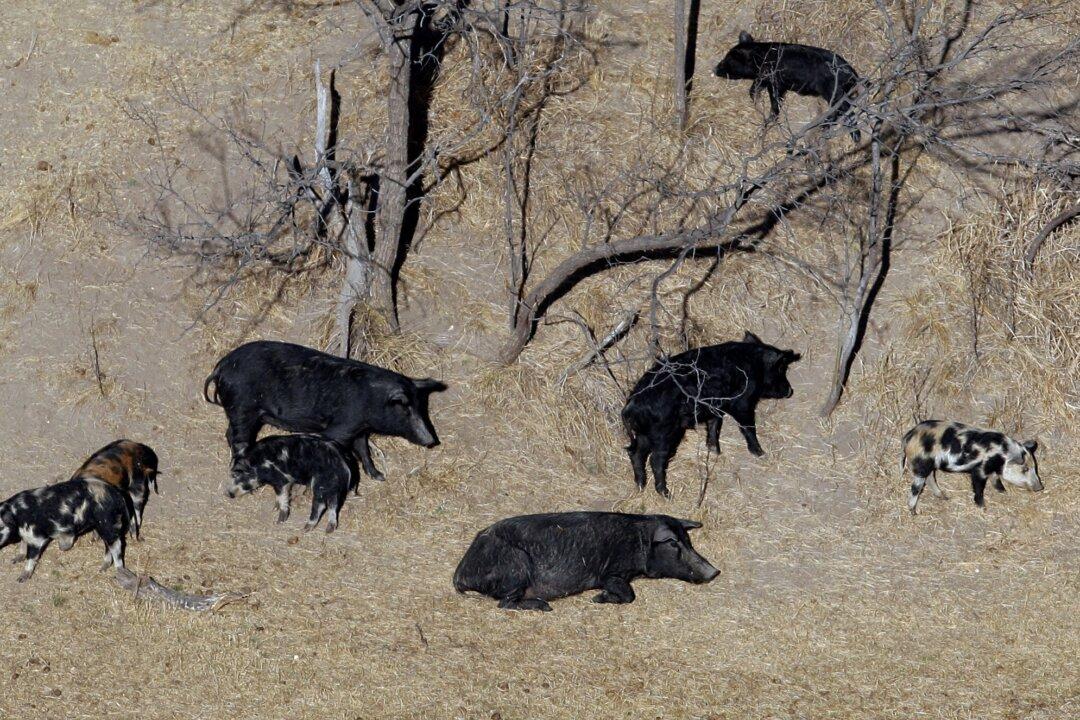 A Population of Hard-to-Eradicate ‘Super Pigs’ in Canada Is Threatening to Invade the US