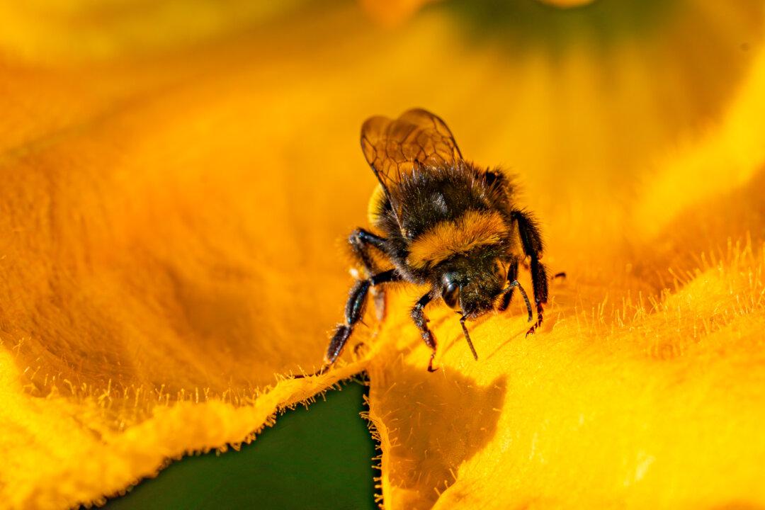 Minister Says UK Needs to Balance Food Security With Combating Insect Decline