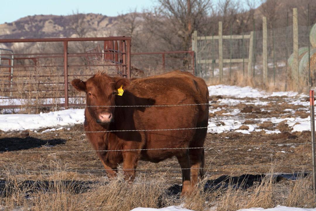 Congressman Says Omnibus Bill Includes Cattle Tracking Provision That May Limit Beef Supply