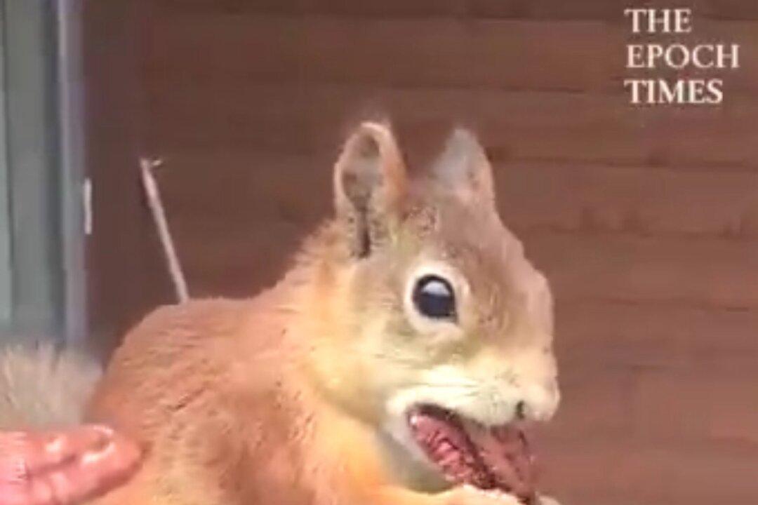 Squirrel Tries to Carry Three Nuts in His Mouth
