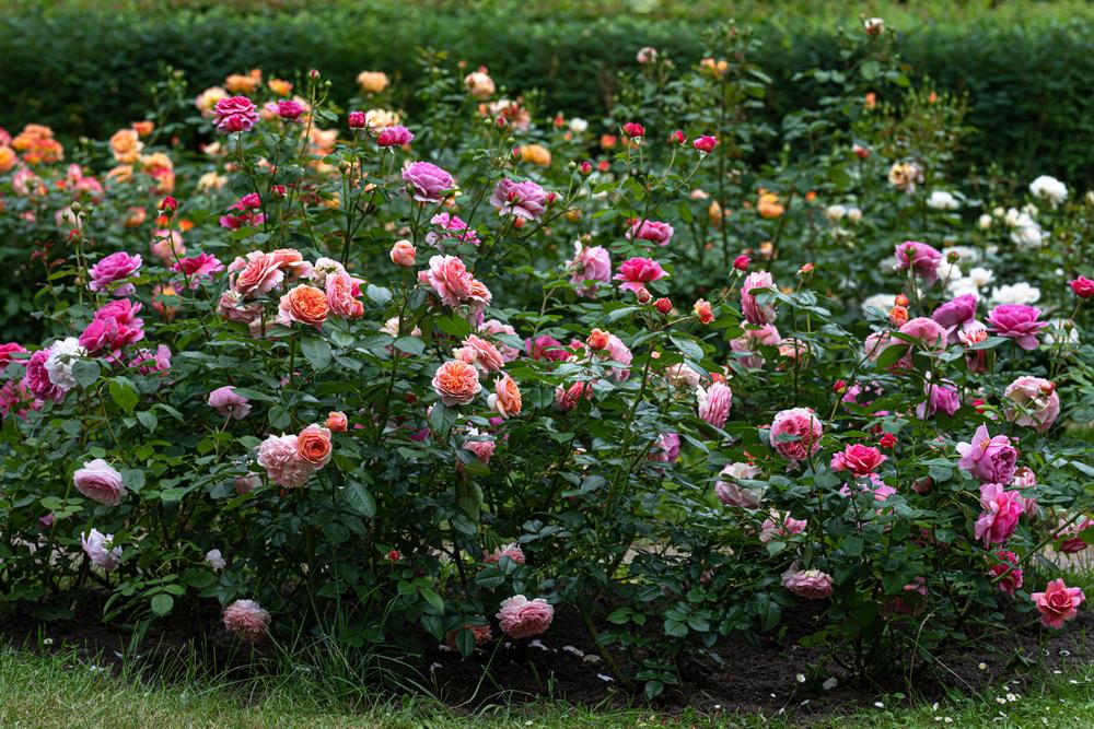 Rose bushes make an excellent privacy screen that offers glamorous spring and summer foliage, scents the yard beautifully, and has thorns to keep out unwanted guests.(OlaOVG27/Shutterstock)