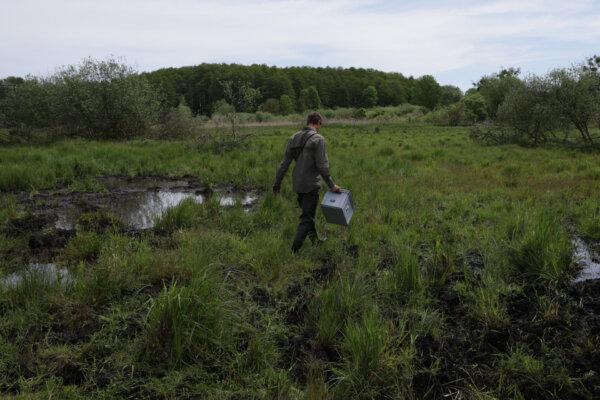Fabian Frucht, a land manager of the Succow Stiftung foundation, walks on a marsh of an approximately 300 hectares rewetted portion of the Sernitzmoor peatland near Greiffenberg, Germany, on May 31, 2023. (Sean Gallup/Getty Images)
