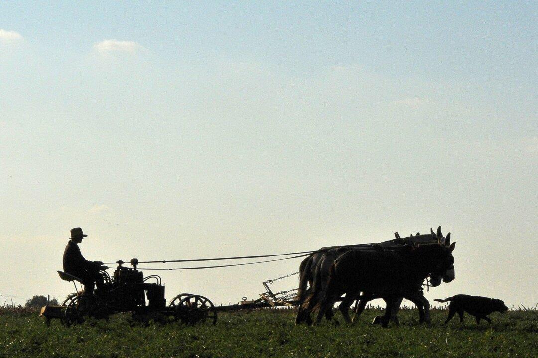 Now They Are Targeting the Amish