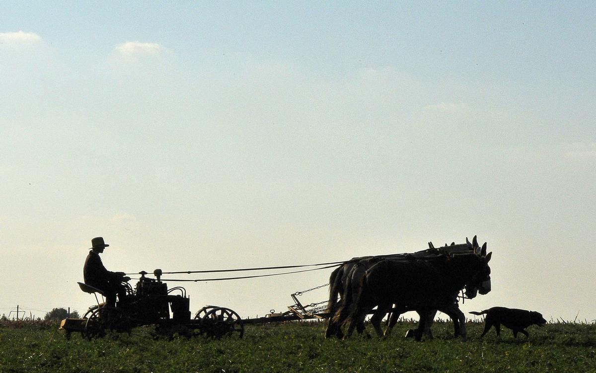 Pennsylvania Court: Amish Farmer Can Sell Raw Dairy out of State, but Not to Neighbors
