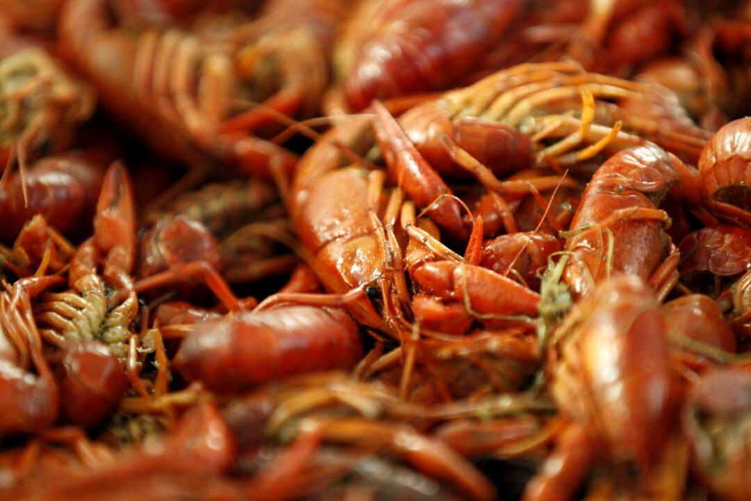 Amid Louisiana’s Crawfish Shortage, Governor Issues Disaster Declaration