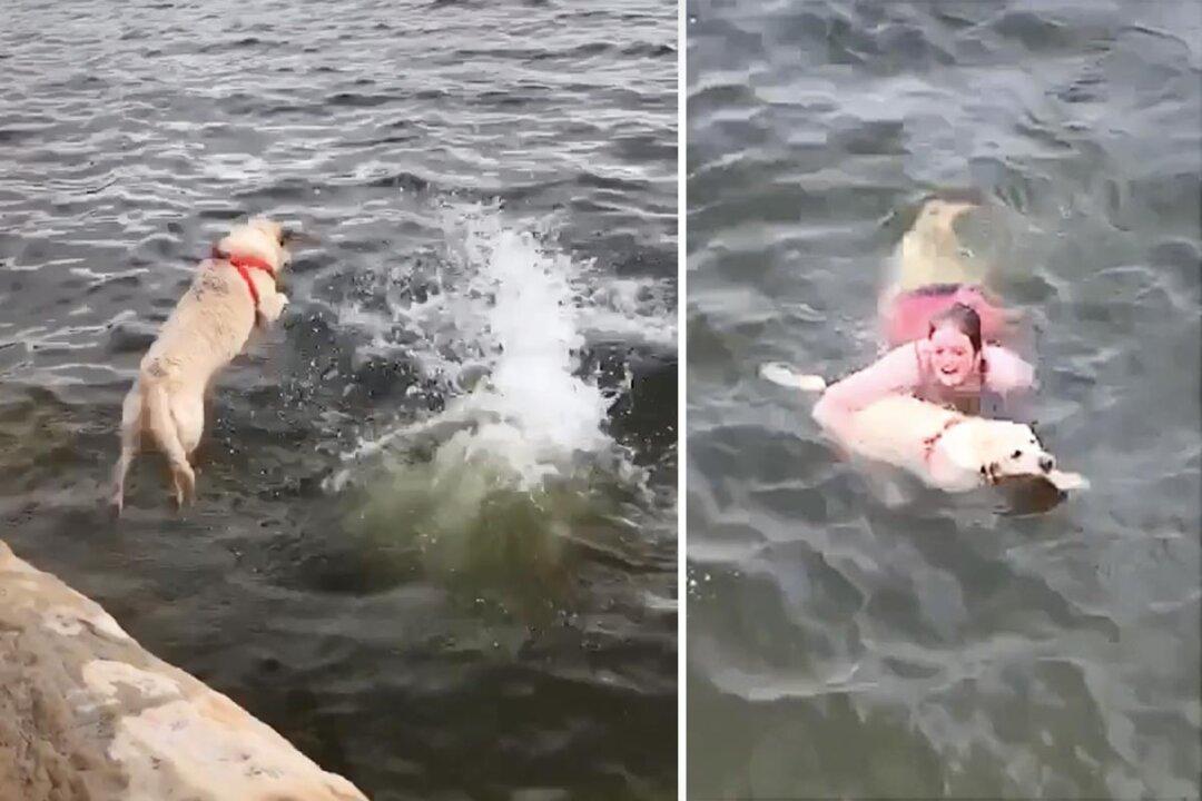 Cute Labrador Jumps Into Water to ‘Rescue’ Owner Swimming in Flaming Gorge Reservoir: VIDEO