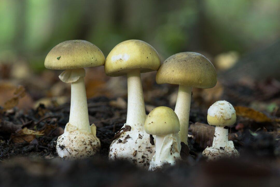 Toxic Mushrooms Resemble Harmless Varieties