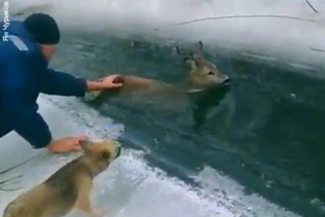 Rescuing a Roe Deer From Icy Stream