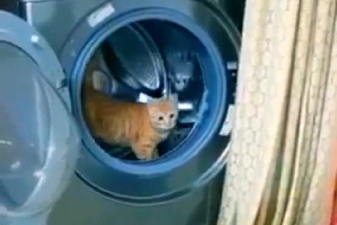 Cat Turns Washing Machine Into Hamster Wheel!