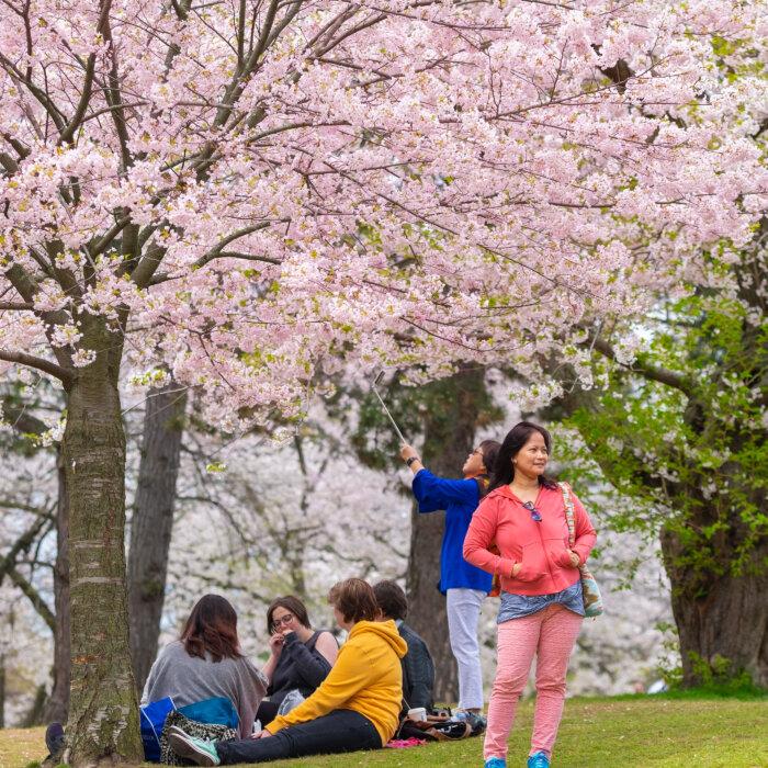 Toronto’s Magical Cherry Blossom Season Should Reach Full Bloom Next Week