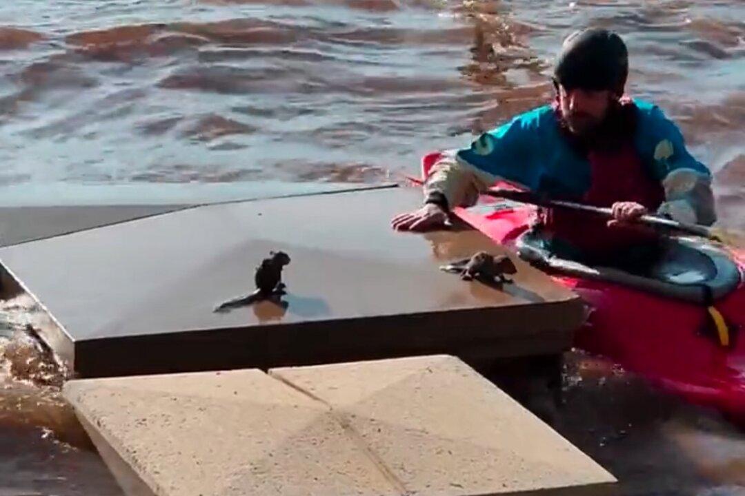 Good Samaritan Kayaker Saves 2 Baby Squirrels From Drowning in Flood Waters