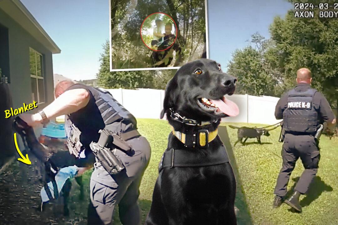 VIDEO: Florida K9 Officer Helps Police Find Missing 3-Year-Old in Dense Forest Behind His Home