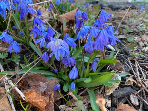 ‘Highly Toxic’ Siberian Squill Invading Toronto’s Natural Areas