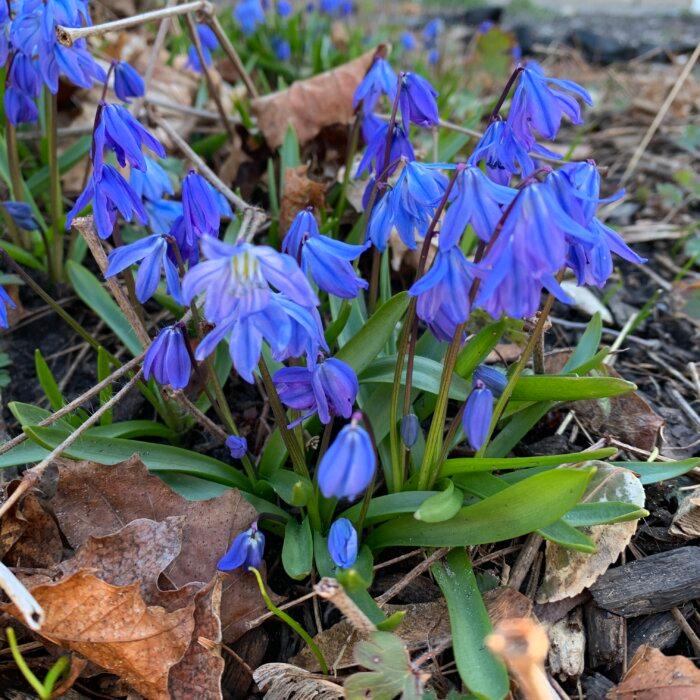 ‘Highly Toxic’ Siberian Squill Invading Toronto’s Natural Areas