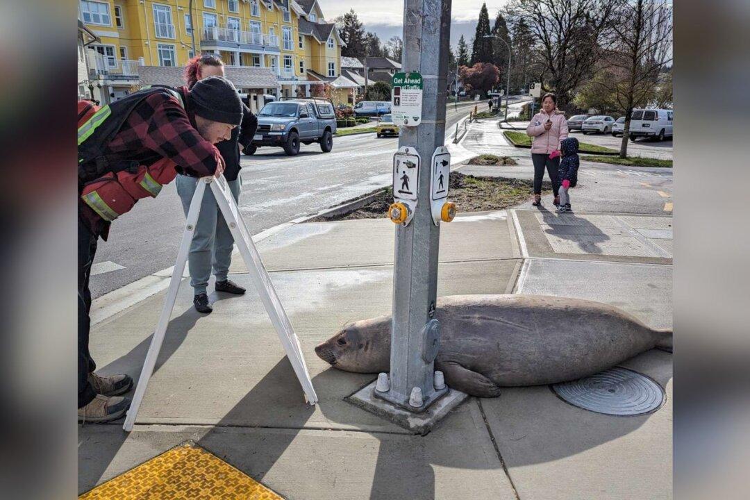Elephant Seal Emerson Is Back in Victoria, Defying Relocation by Swimming 200 Km