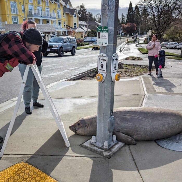 Elephant Seal Emerson Is Back in Victoria, Defying Relocation by Swimming 200 Km