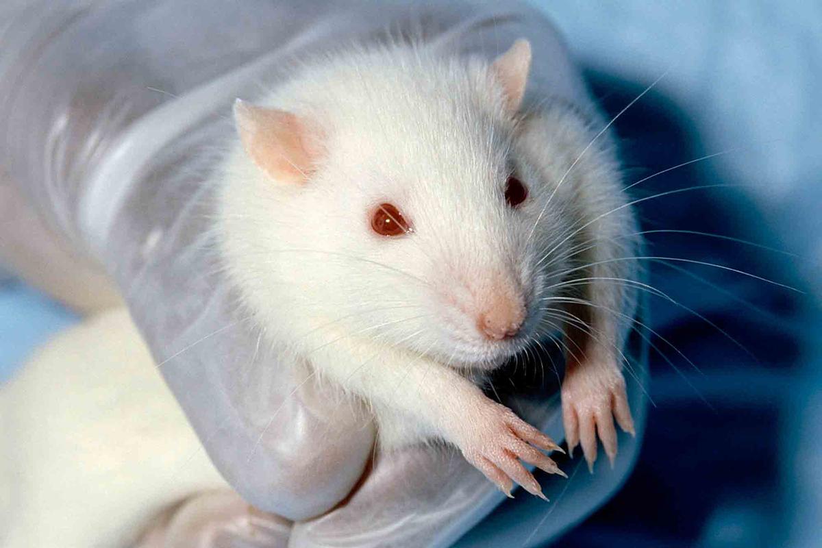 Lab rats inhabiting Rat Park self-administered morphine significantly less than those caged. (Public Domain)