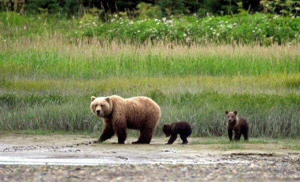 Visitors who take the Tundra Wilderness Tour in Denali National Park and Preserve are likely to come across wildlife such as this mama bear and her cubs. (Victor Block)