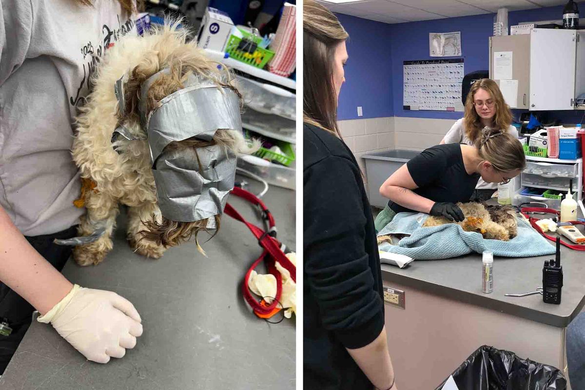 Staff at NHS sedated Leo to remove the duct tape and had to shave his fur to remove stuck debris. (Courtesy of Nebraska Humane Society)