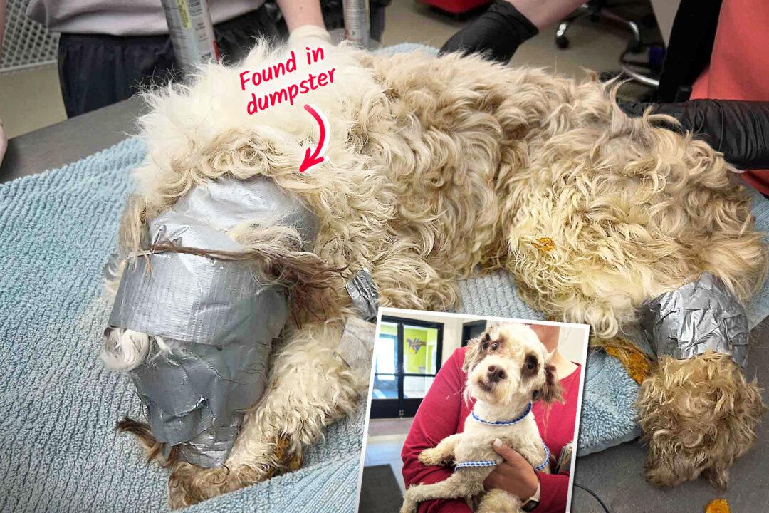 Staff Find Lost Dog With Head Duct-Taped in Dumpster Behind Building—But Worried Owner Is Reunited