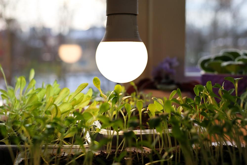 Grow lights should be placed directly over the seedlings so that they don't stretch toward the light.(EvgeniusD/Shutterstock)
