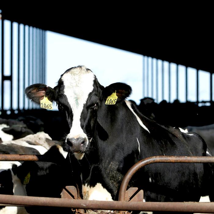 Dairy Cows Must Be Tested for Bird Flu Before Moving Between States: USDA