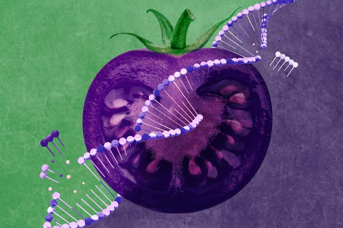 Trojan Tomato: A New GMO is Designed to Infiltrate America’s Gardens thumbnail