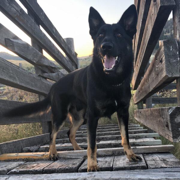 RCMP Service Dog Helps Save Infant Taken by Man Into Manitoba Woods