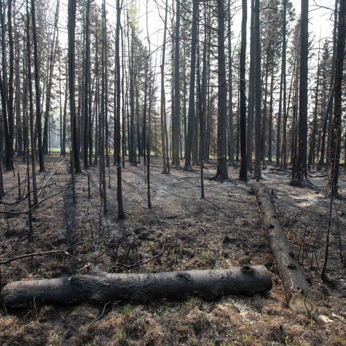 Start of Wildfire Season Better Than Last Year, but Risk Is High as Drought Continues
