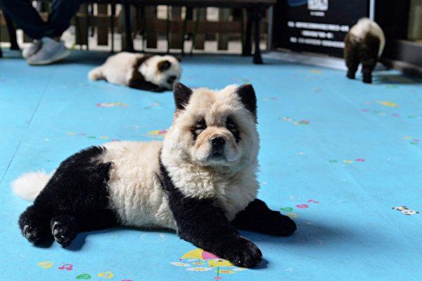 Dogs dyed black and white to mimic panda cubs are pictured at Cute Pet Games cafe in Chengdu, China on Oct. 23, 2019. (STR/AFP via Getty Images)