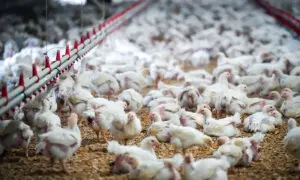 Chicken Prices to Rise Sharply by September, Food Economist Says