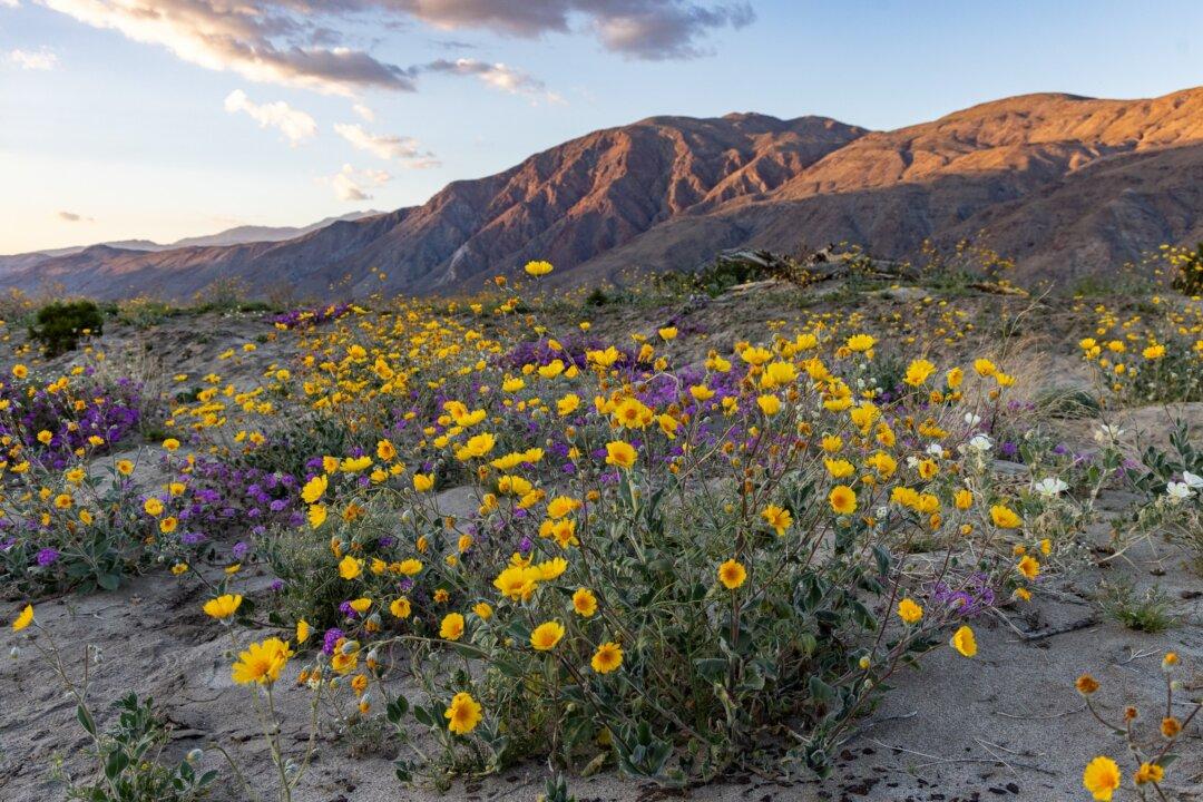 Survey Reveals California’s Top State Parks for 2025