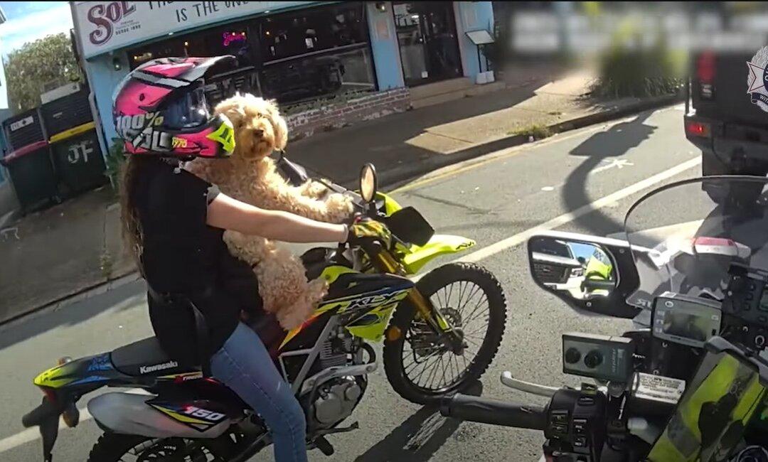 ‘I Got It From Temu’: Woman Fined for Riding Motorbike With Dog Strapped to Chest