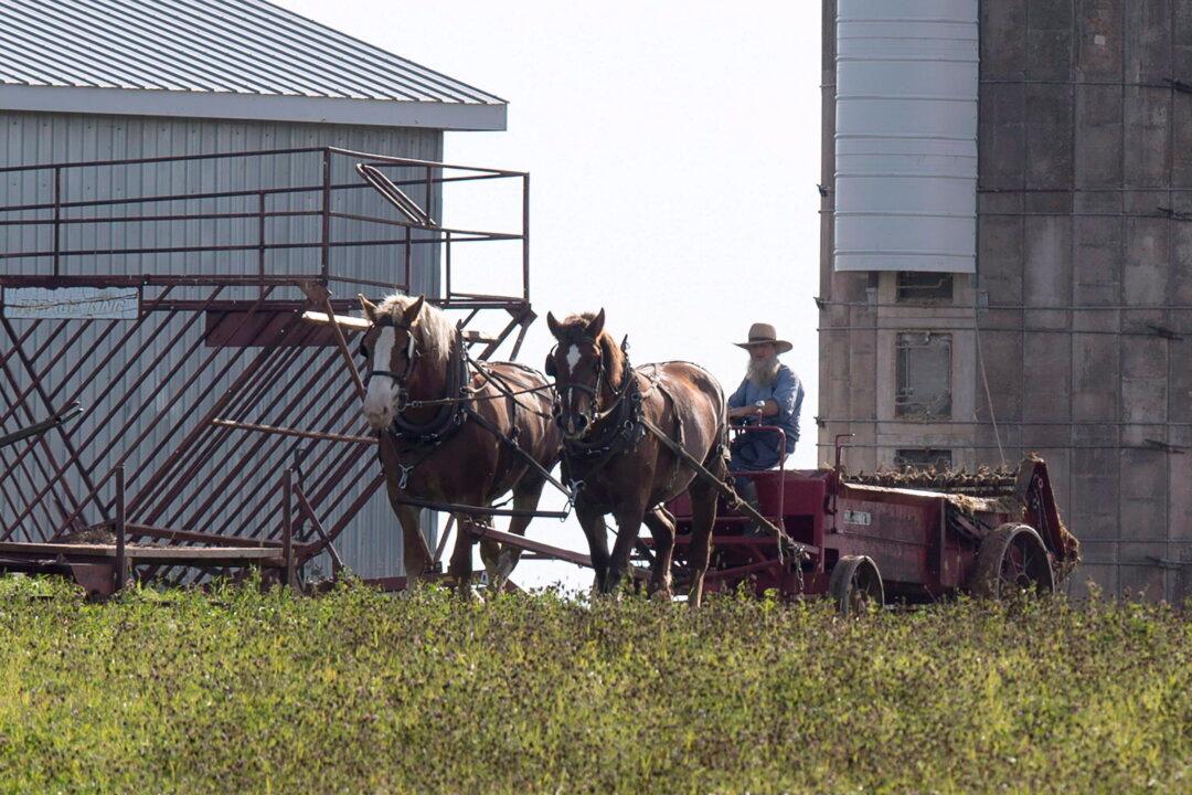 $38,000 Fines Waived for Ontario Amish Families Convicted for Not Using ArriveCan App