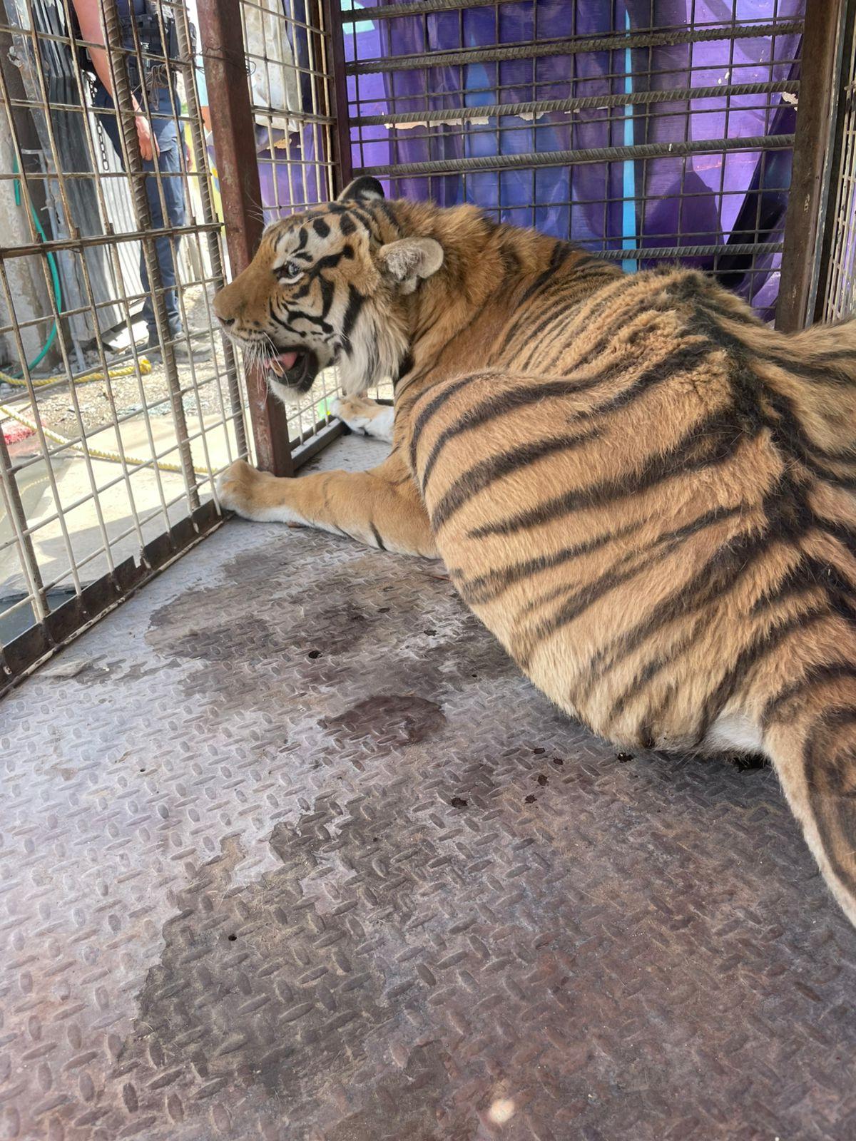Mexican Authorities Seize Caged Tiger Found in Auto Parts Lot