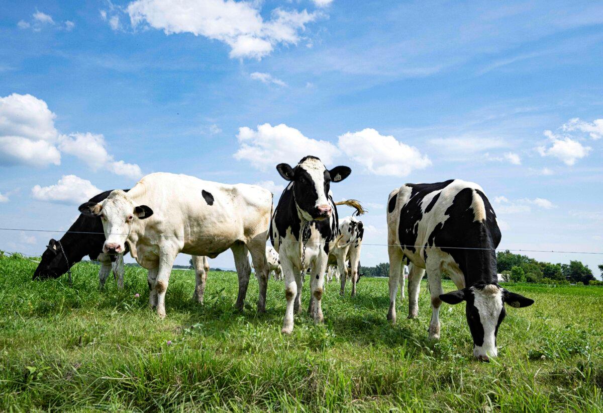 Dairy cows graze outdoors in Saint-Pie, Que., on July 11, 2025. (The Canadian Press/Christinne Muschi)