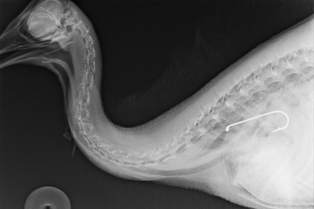 Cassowary Dies After Swallowing Fishing Hook in North Queensland