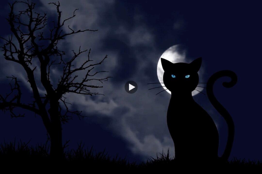 Cats and Witches: The Story Behind the Myths